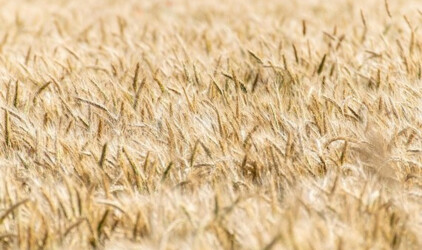 В Калининградской области аграриям отменят экспортные пошлины на зерно