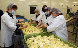 В Калининградской области запустили инкубаторий за 700 млн рублей