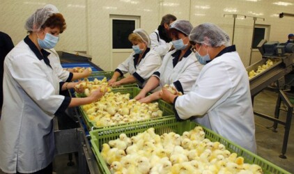 В Калининградской области запустили инкубаторий за 700 млн рублей
