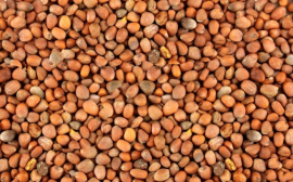 Калининградские поставщики впервые начали экспортировать семена масличной редьки