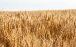 Калининградская область поставит на экспорт более 500 тыс. тонн зерна