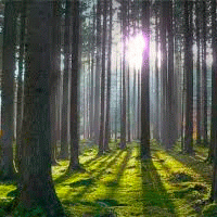 В Калининградской области  будет проведена сертификация лесного хозяйства