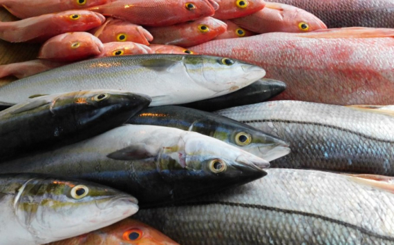 В Пионерском на выращивание рыбы выделили 14 млн рублей