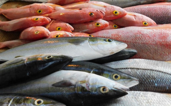 Власти Калининградской области хотят начать поставки мелкосельдевых видов рыб из Прибалтики