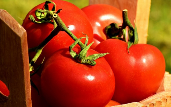 В Калининградской области расходы на производство томатов выросли на 65%