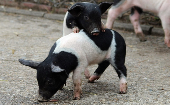 В Калининградской области за уничтоженных свиней при АЧС выплатят более 100 млн рублей