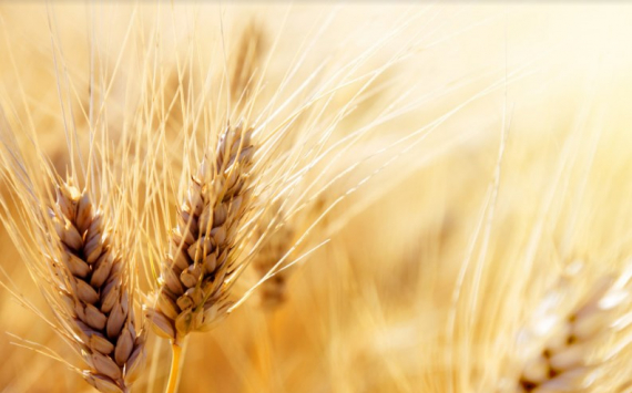 В Калининградской области почти на 10% сократят посевы пшеницы и кукурузы