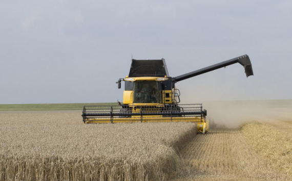 В Калининградской области засуха не помешает покрыть потребности в зерновых