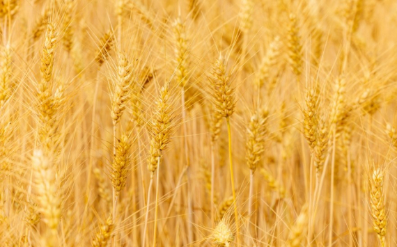 Калининградская область лидирует по урожайности зерновых и зернобобовых