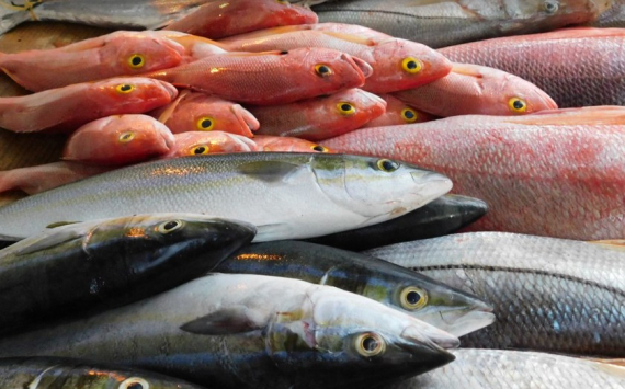 В Калининградской области планируют удвоить объемы товарной рыбы